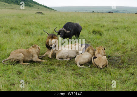 Lion (Panthera leo) mâles se nourrissent de buffles (syncerus caffer) avec un autre membre du troupeau les attaquer, Masai-Mara Game Reserve, Kenya. Les espèces vulnérables. Banque D'Images