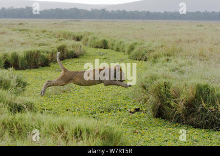 Lion (Panthera leo) jeune homme sautant dans marsh, Masai-Mara Game Reserve, Kenya. Les espèces vulnérables. Banque D'Images