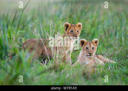 Lion (Panthera leo) d'oursons se reposant dans l'herbe, Masai-Mara Game Reserve, Kenya. Les espèces vulnérables. Banque D'Images