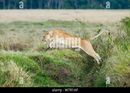 Lioness (Panthera leo) saut, Masai-Mara Game Reserve, Kenya. 1 Séquence de 5 A. Banque D'Images