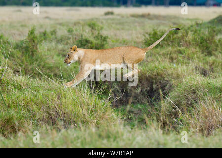 Lioness (Panthera leo) saut, Masai-Mara Game Reserve, Kenya. B. 4 Séquence de 6 Banque D'Images