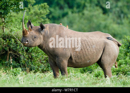 Le rhinocéros noir (Diceros bicornis) mâle avec oxpeckers sur son dos, le Parc National de Nakuru, au Kenya. Espèces en danger critique d'extinction. Banque D'Images