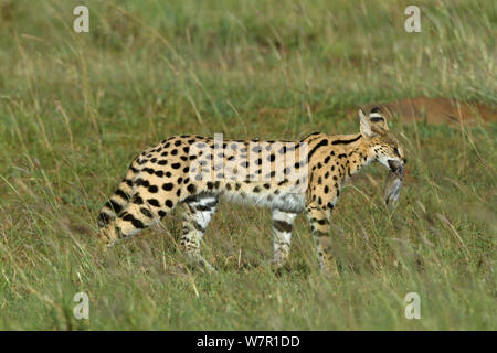 Chat Serval (Felis serval) transportant des proies, Masai-Mara Game Reserve, Kenya Banque D'Images