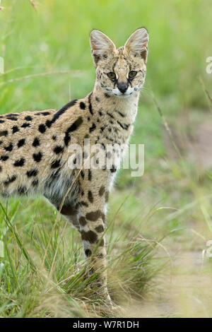 Chat Serval (Felis serval) Masai-Mara Game Reserve, Kenya Banque D'Images