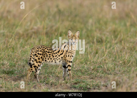 Chat Serval (Felis serval) Masai-Mara Game Reserve, Kenya Banque D'Images