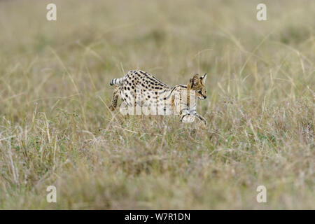 Chat Serval (Felis serval) chasse, Masai-Mara Game Reserve, Kenya Banque D'Images