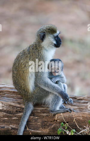 Un singe (Chlorocebus aethiops) femelle et son bébé, Samburu game reserve, Kenya Banque D'Images