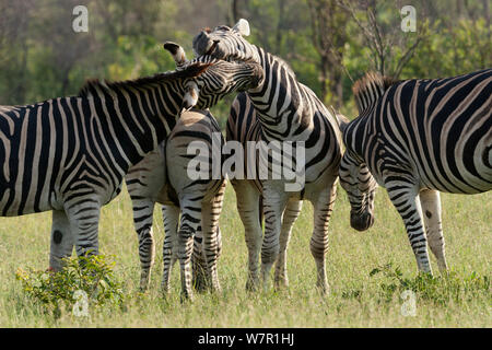 Le zèbre de Burchell (Equus burchelli) hommes jouant, Kruger National Park, Afrique du Sud Banque D'Images