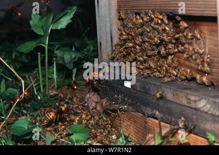 Le géant japonais (Vespa mandarinia hornets) attaquer les abeilles du miel, de l'Ina Nagano, Japon, mars Province Banque D'Images