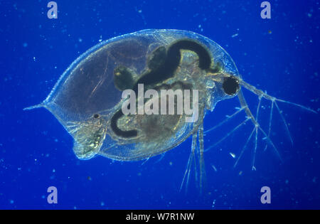Puce d'eau (Daphnia magna) de donner naissance, des conditions contrôlées, UK Banque D'Images