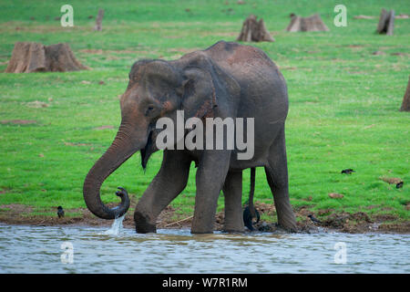 Éléphant d'Asie (Elephas maximus) de boire, sur les terres dégradées avec des arbres morts, avec l'Indian Jungle Mynah (Acridotheres fuscus), le Parc National de Nagarhole, Sud de l'Inde Banque D'Images