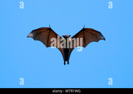 Indian Flying Fox (Pteropus giganteus), voler, Inde Banque D'Images