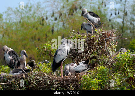 Open d'asie-bill Stork (Anastomus oscitante), les adultes et les jeunes oiseaux à la colonie, avec les Indiens Les Roussettes (Pteropus giganteus) dans l'arrière-plan, l'Inde Banque D'Images