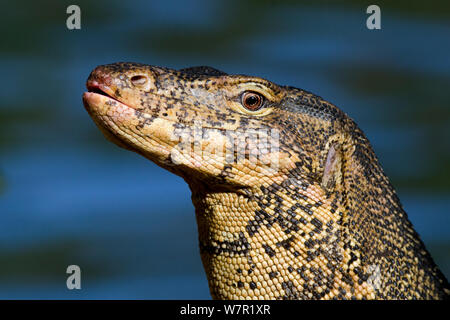 Moniteur de l'eau (Varanus salvator), portrait, Thaïlande Banque D'Images