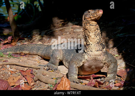 Moniteur de l'eau (Varanus salvator), alimentation, Thaïlande Banque D'Images