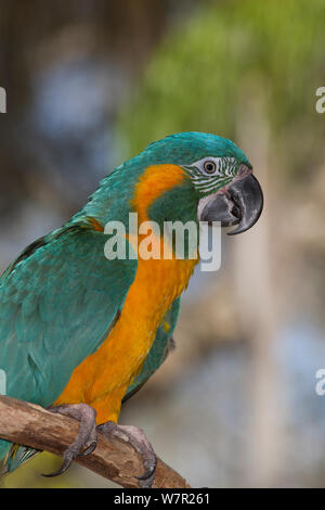 L'Ara à gorge bleue (Ara glaucogularis), et endémique à petite région du centre-nord de la Bolivie, En danger critique d'extinction Banque D'Images