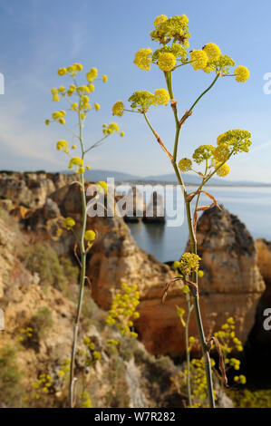 Fenouil géant (Ferrula communis) floraison sur la falaise de grès avec seastacks. Ponta da Piedade, Lagos, Algarve, Portugal, juin. Banque D'Images