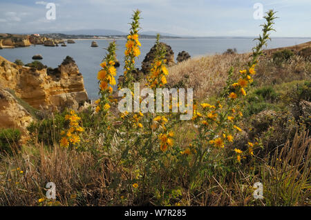 Chardon doré / Huître Espagnol Thistle (Scolymus hispanicus / hispanica) touffe floraison sur bord de la falaise. Ponta da Piedade, Lagos, Algarve, Portugal, juin. Banque D'Images