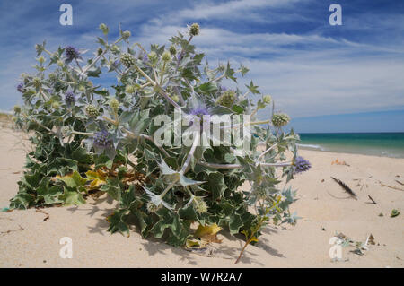 Holly (Eryngium maritimum mer) floraison sur une plage de sable. L'île de Culatra, Ria Formosa, près de Olhao, Portugal, juin. Banque D'Images