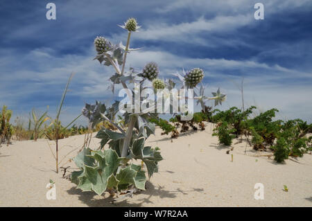 Holly (Eryngium maritimum mer) floraison dans les dunes de sable. L'île de Culatra, Ria Formosa, près de Olhao, Portugal, juin. Banque D'Images