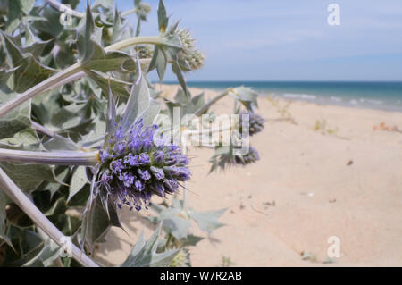 Holly (Eryngium maritimum mer) sur une plage de sable. L'île de Culatra, Ria Formosa, près de Olhao, Portugal, juin. Banque D'Images