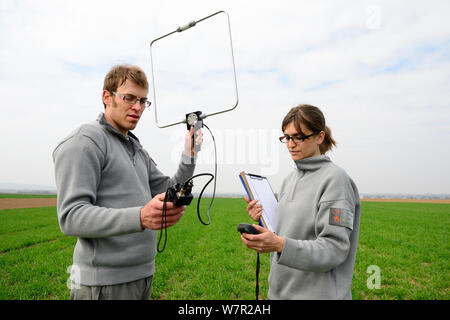 Des scientifiques de la département de la faune française (ONCFS) le suivi radio hamster commun (Cricetus cricetus) dans un champ de blé, Alsace, France, avril 2013 Banque D'Images