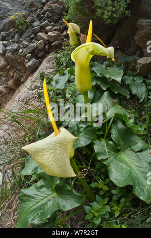 Arum creticum Arum (Crète) en fleur, photographié dans la gorge Koutraphas près de Plakias en Crète, Avril Banque D'Images