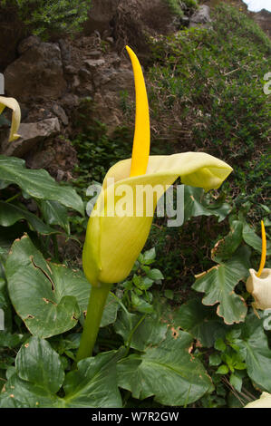 Arum creticum Arum (Crète) en fleur, photographié dans la gorge Koutraphas près de Plakias en Crète, Avril Banque D'Images