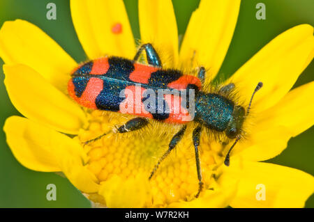 Trichodes alvearius beetel à damier () un soldat colorés beetle, Orvieto, Italie, mai Banque D'Images