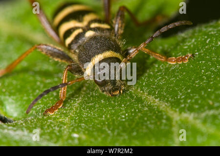 Wasp Beetle (Clytus) arietus une guêpe imiter trouvés sur les troncs des arbres en place ensoleillée, feuille de chêne, dans le jardin, près de Orvieto, Italie, mai Banque D'Images