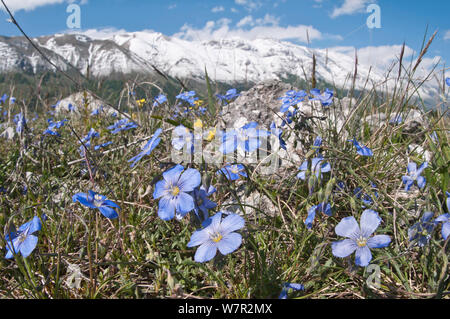 Lin (Linum vivaces narbonsense ) en fleur, Gran Sasso, Apennins, Abruzzes, Italie, mai Banque D'Images