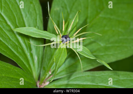 Herb Paris (Paris quadrifolia) Camosciara, Abruzzes, Italie, juin Banque D'Images