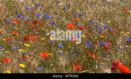 Coquelicot (Papaver rhoeas) Maïs tagètes (Glebionis segetum) et de bleuet (Centaurea cyanus) en fleur, près de Orvieto, Ombrie, Italie, juin Banque D'Images