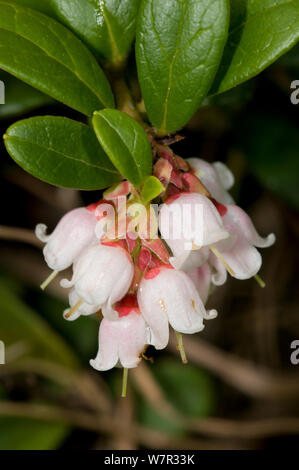 (Busserole Arctostaphyllos uva-ursi) en fleur, en pin antique et forêt mixte, Val di Vallesinella près de Madonna di Campiglio, Brenta Dolomites, Italie, juillet Banque D'Images