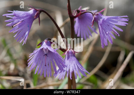 Snowbell alpin (Soldanella alpina) fleurs, au-dessus de Madoona di Campiglio, Brenta Dolomites, Italie, juin Banque D'Images