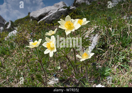 Anémone pulsatille de soufre (Pulsatilla alpina apiifolia ssp) en fleur, Monte Spinale, zone alpine, Madonna di Campiglio, Brenta Dolomites, Italie, juillet Banque D'Images