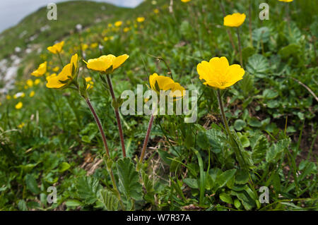 Creeping Avens (Geum reptans) en fleur, Monte Spinale, zone alpine, Madonna di Campiglio, Brenta Dolomites, Italie, juillet Banque D'Images