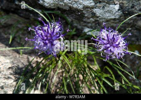 (Phyteuma hedraianthifolium Rampion rhétique) en fleur,, Adamello Brenta Dolomites, Italie Banque D'Images