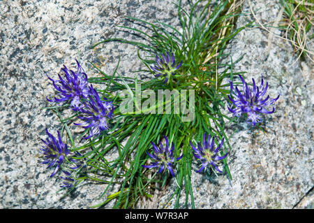 (Phyteuma hedraianthifolium Rampion rhétique) en fleur, Adamello Brenta, Dolomites, Italie Banque D'Images