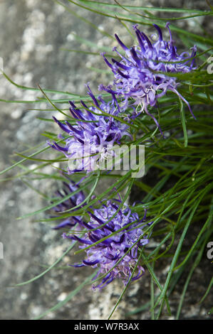 (Phyteuma hedraianthifolium Rampion rhétique) en fleur,, Adamello Brenta Dolomites, Italie Banque D'Images