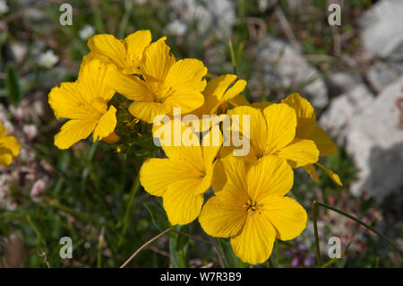 Lin (Linum capitatum jaune) en fleur, dans le canyon de Campo Imperatore, Gran Sasso, Apennins, Abruzzo, Italie Banque D'Images