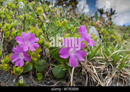 Primrose Primula hirsuta (poilue) en fleurs, au-dessus du Lago Ritorto, Madonna di Campiglio, sur les rochers de la plage de l'Adamello, Dolomites, Italie Banque D'Images