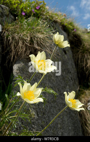 Anémone pulsatille de soufre (Pulsatilla alpina apiifolia ssp) en fleur, Lago Ritorto, Madonna di Campiglio, Gamme d'Adamello, Dolomites, Italie, juillet Banque D'Images