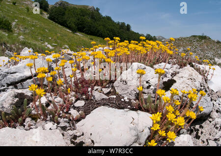 Stonecrop Sedum rupestre (Rock) en fleur, le Mont Terminillo, Rieti, Latium, Italie Banque D'Images