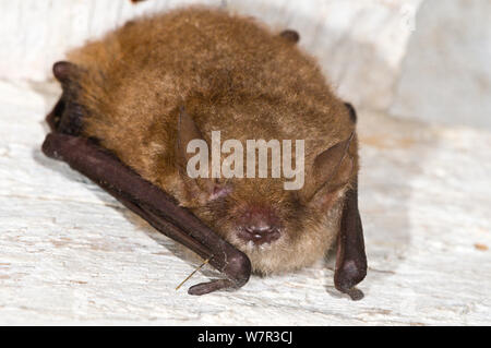 Pipistrelle de Kuhl (Pipistrellus kuhli Bat) dans vieille maison de repos près de Orvieto. L'Italie, juillet Banque D'Images