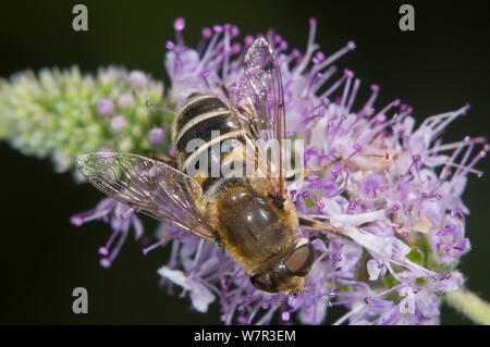 Hoverfly (Eristalis arbustorum) alimentation, près de Lago di Mezzano, Latera, lazio, Italie, juillet Banque D'Images