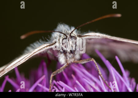 Papillon blanc marbré (Melanargia galathea) sur fleur, Orvieto, Ombrie, Italie, juillet Banque D'Images