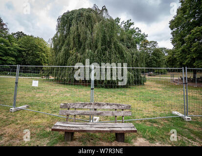 07 août 2019, Hessen, Frankfurt/M. : Un vieux banc en bois se dresse sur un terrain clos, d'environ 80 ans pendaison de hêtre. En raison de la longue saison sèche, les remarquables arbre dans le Parc Forestier de Louisa est infesté par un champignon et doivent être abattus. Lors d'une conférence de presse, la Ville de Francfort a fourni des informations sur les effets du changement climatique et de la sécheresse sur les arbres urbains. Photo : Frank Rumpenhorst/dpa Banque D'Images