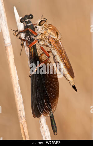 Voleur de Hornet-fly (Asilus crabroniformis) avec libellule (Zygoptera) proie, Sardaigne, Italie, septembre Banque D'Images