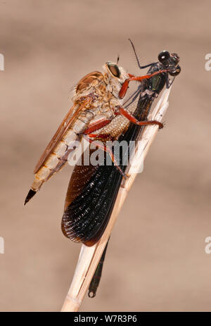 Voleur de Hornet-fly (Asilus crabroniformis) avec libellule (Zygoptera) proie, Sardaigne, Italie, septembre Banque D'Images